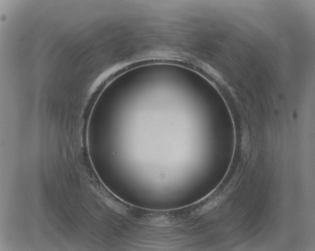 X0000083531222200702161904