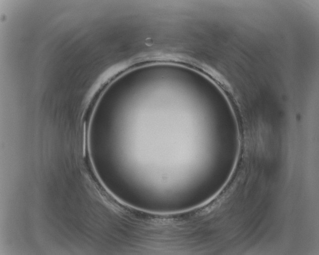 X0000083531223200702161904