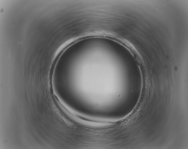 X0000083531230200702161904