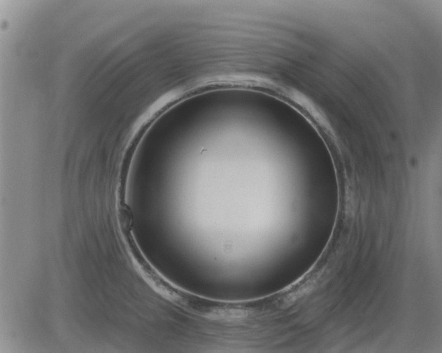 X0000083531237200702161904