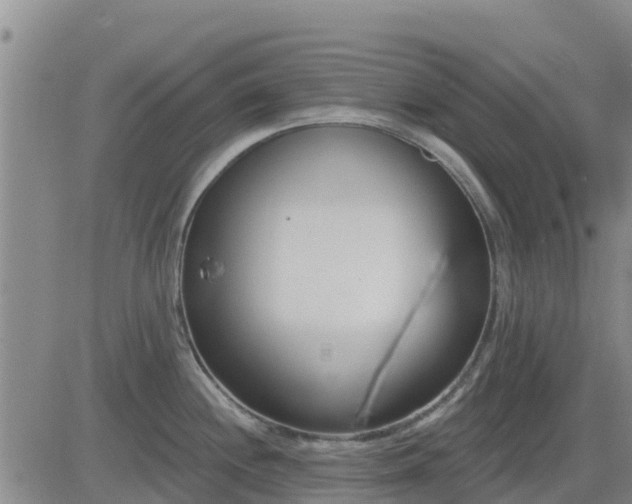 X0000083531244200702161904