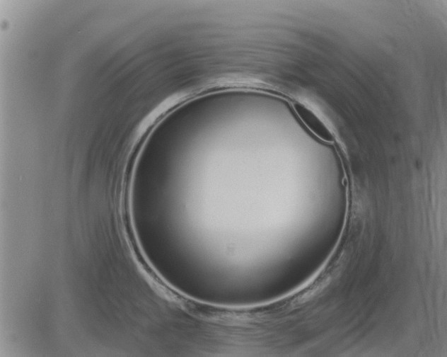 X0000083531245200702161904