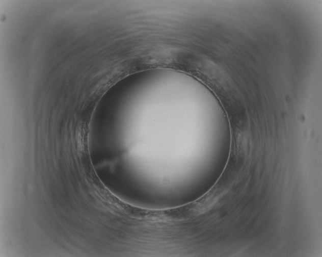 X0000083531250200702161903