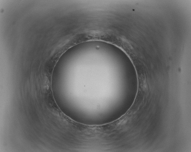 X0000083531253200702161903