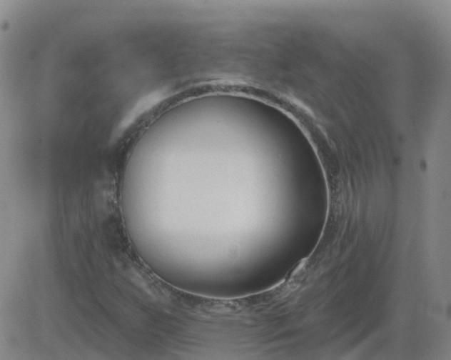 X0000083531255200702161903