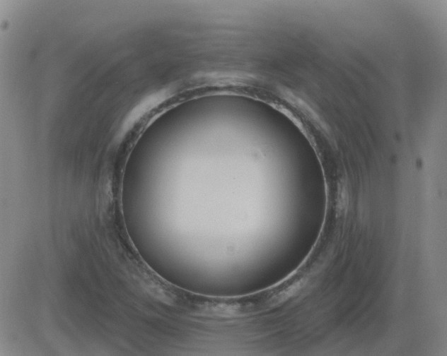 X0000083531261200702161903