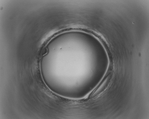 X0000083531263200702161903