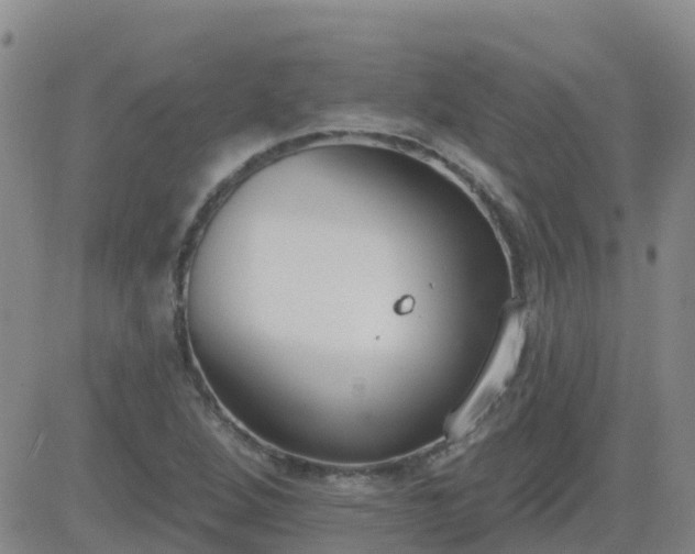 X0000083531264200702161903