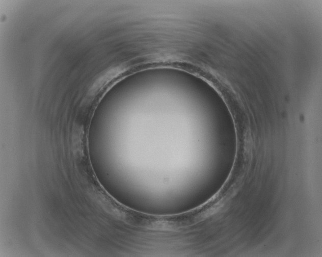 X0000083531265200702161903