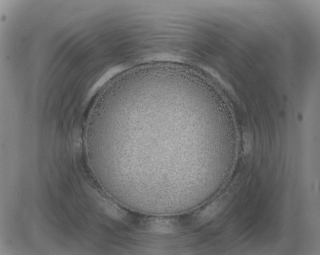 X0000083531266200702161903