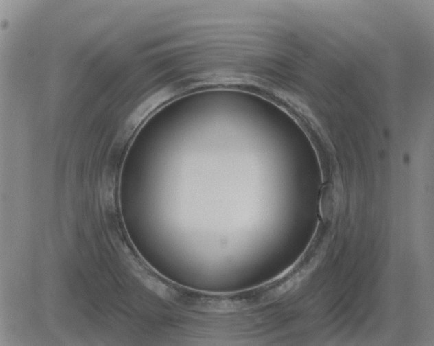 X0000083531273200702161903