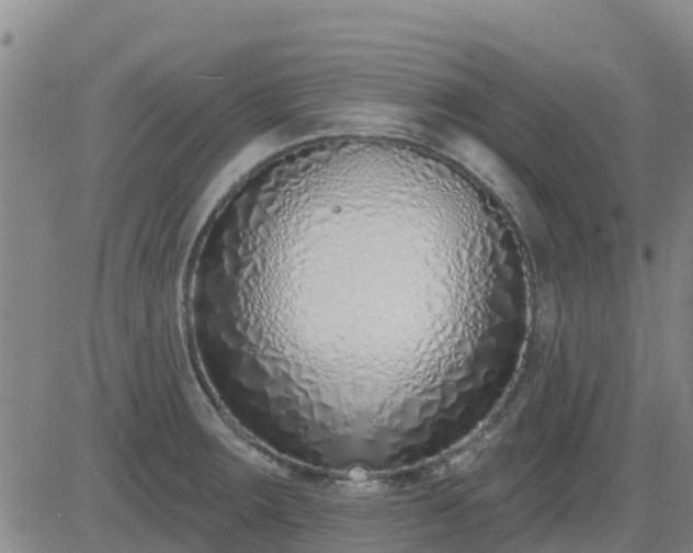 X0000083531283200702161903