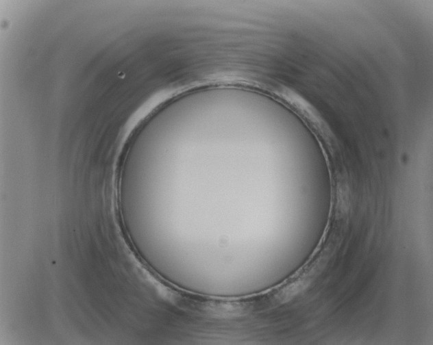 X0000083531286200702161903