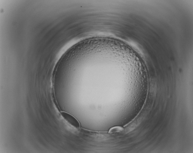 X0000083531287200702161903