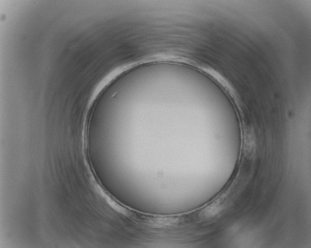 X0000083531294200702161903