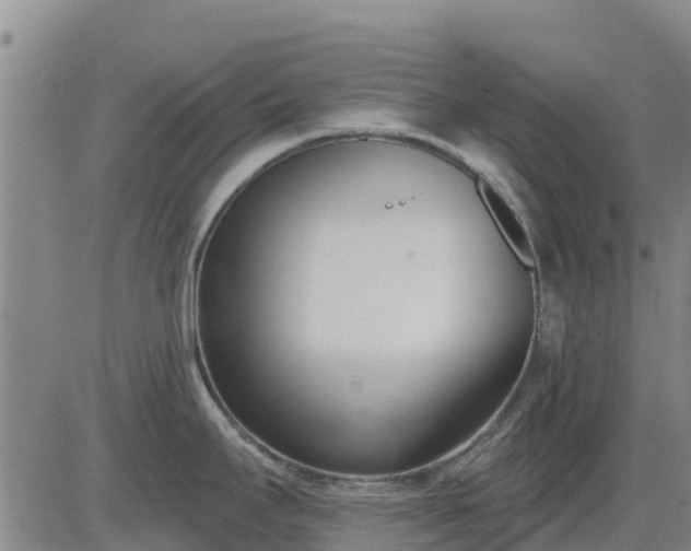 X0000083531295200702161903