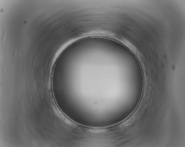 X0000083531296200702161903