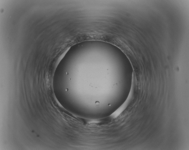 X0000083531298200702161902