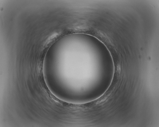 X0000083531300200702161902