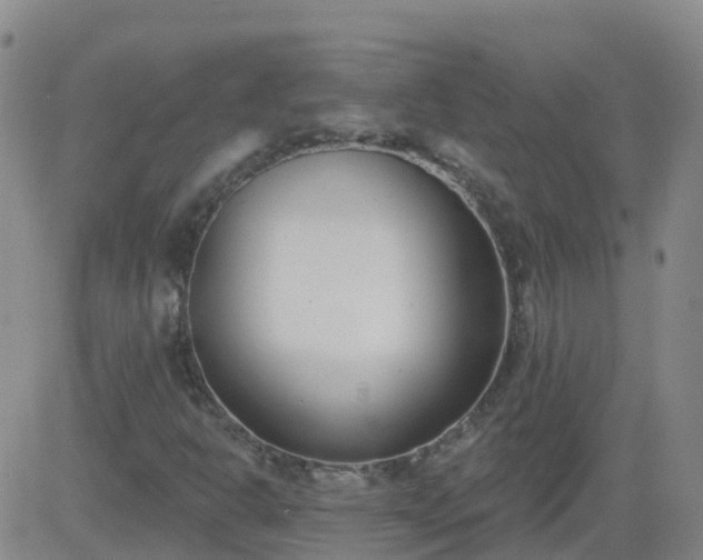 X0000083531302200702161902