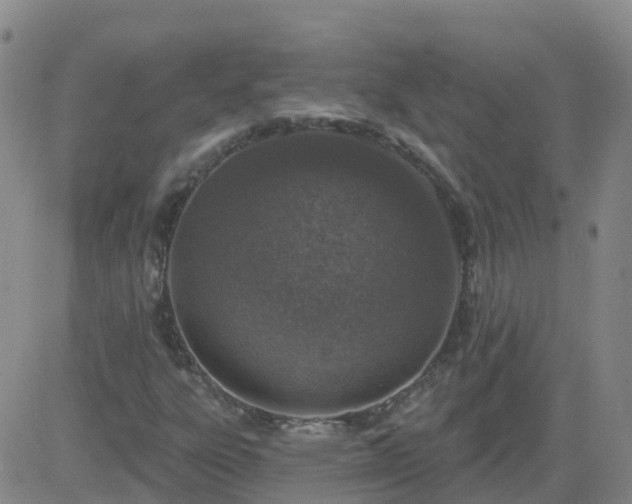 X0000083531303200702161902