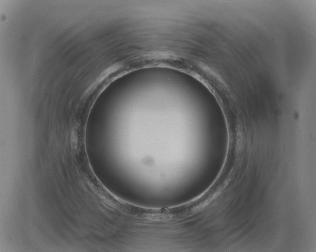 X0000083531305200702161902