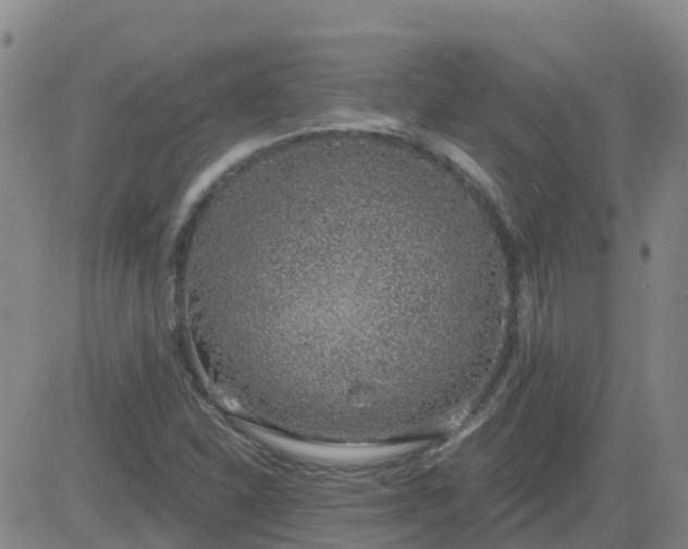 X0000083531310200702161902