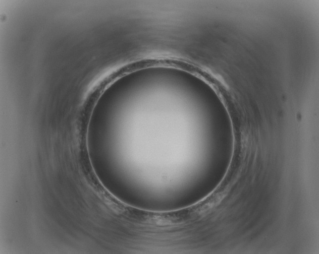 X0000083531311200702161902