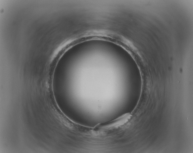 X0000083531312200702161902