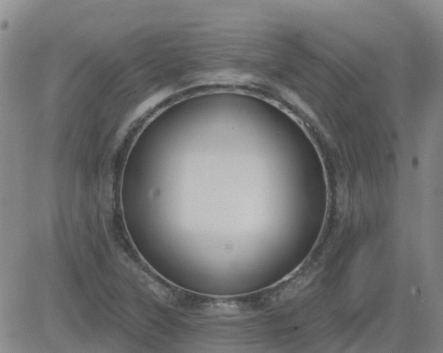 X0000083531315200702161902