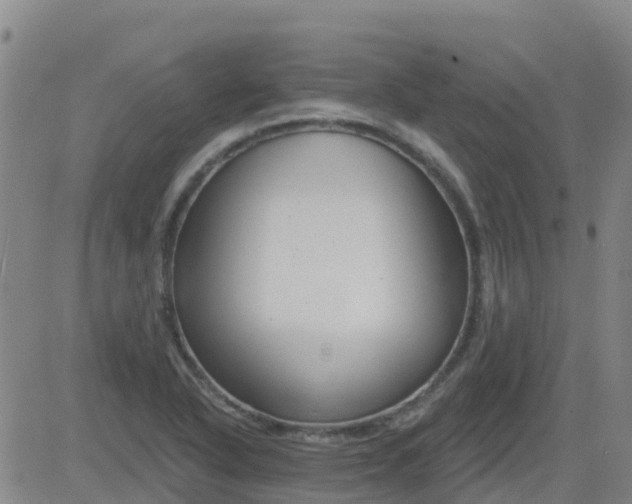 X0000083531318200702161902