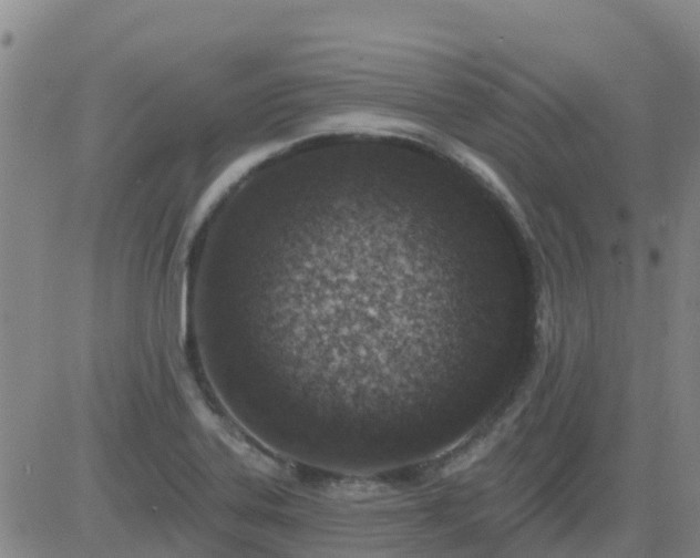 X0000083531323200702161902