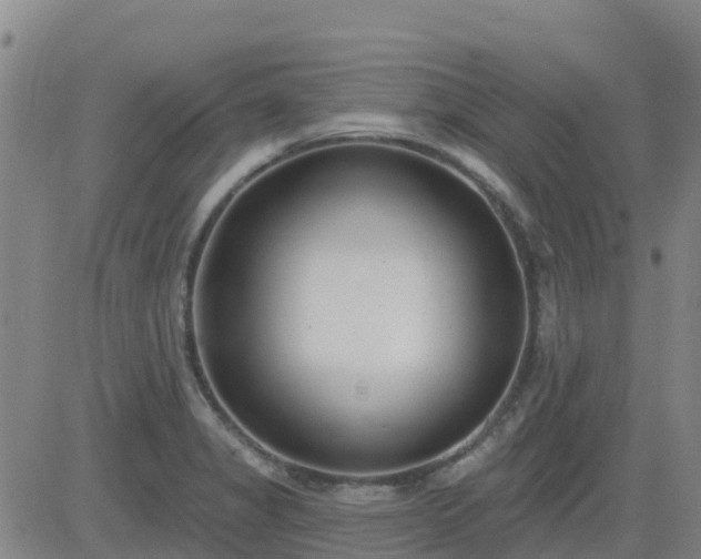 X0000083531325200702161902