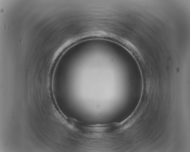 X0000083531326200702161902