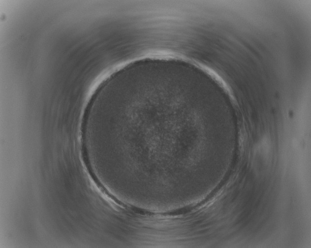 X0000083531327200702161902