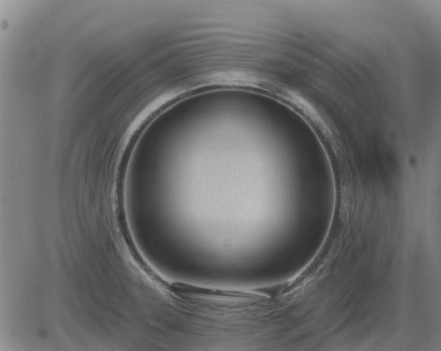 X0000083531331200702161903