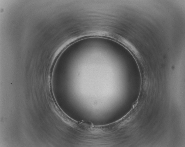 X0000083531332200702161903