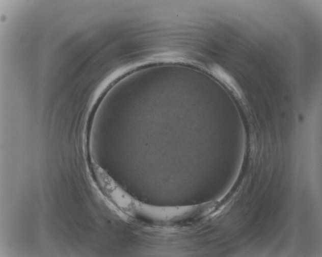 X0000083531334200702161903