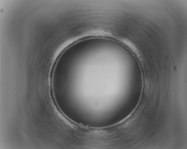 X0000083531335200702161903