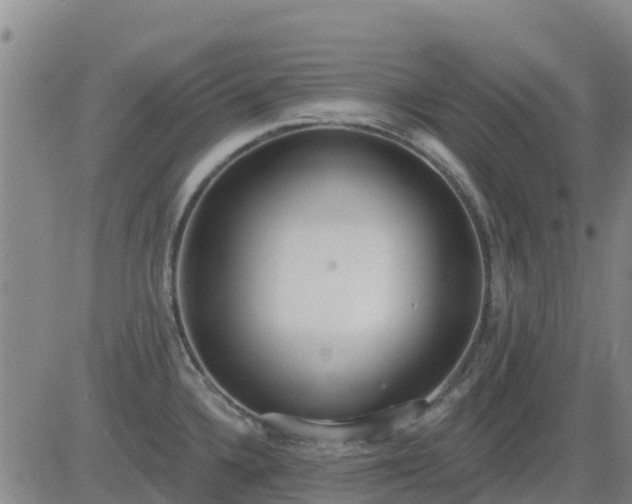 X0000083531336200702161903