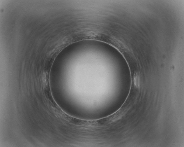 X0000083531347200702161902