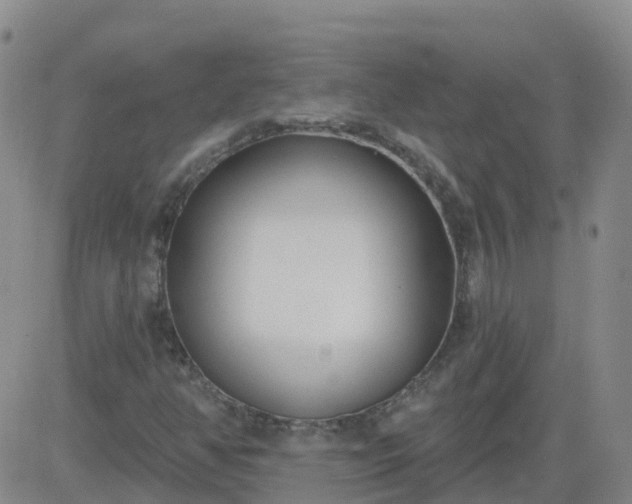 X0000083531350200702161902