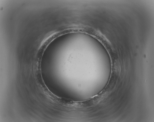 X0000083531352200702161902