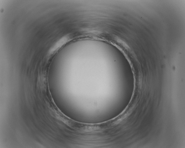 X0000083531354200702161902