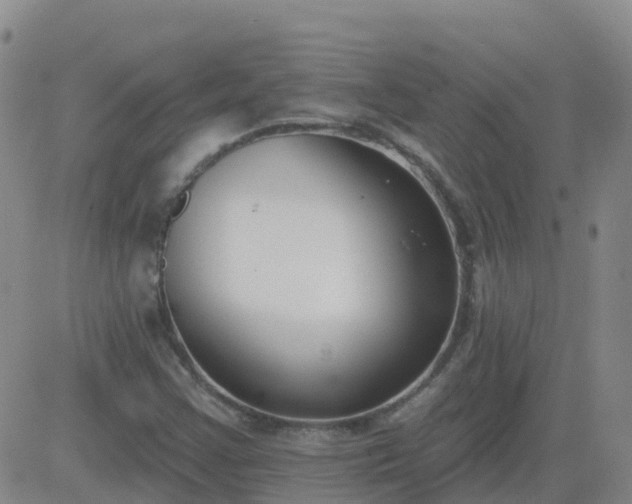 X0000083531355200702161902