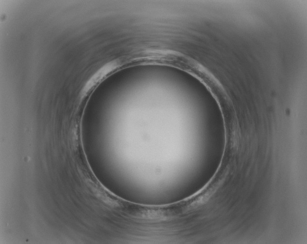 X0000083531362200702161902