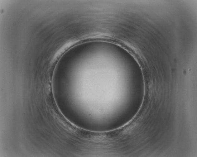 X0000083531363200702161902