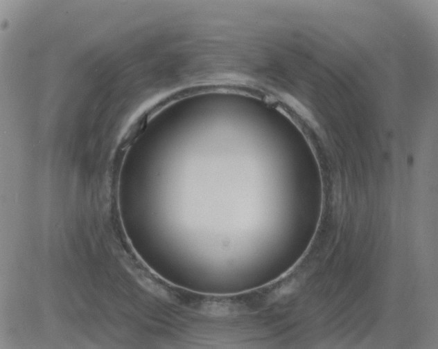 X0000083531364200702161902