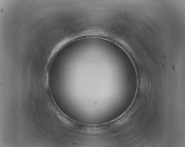 X0000083531366200702161901