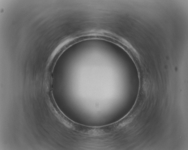 X0000083531368200702161901